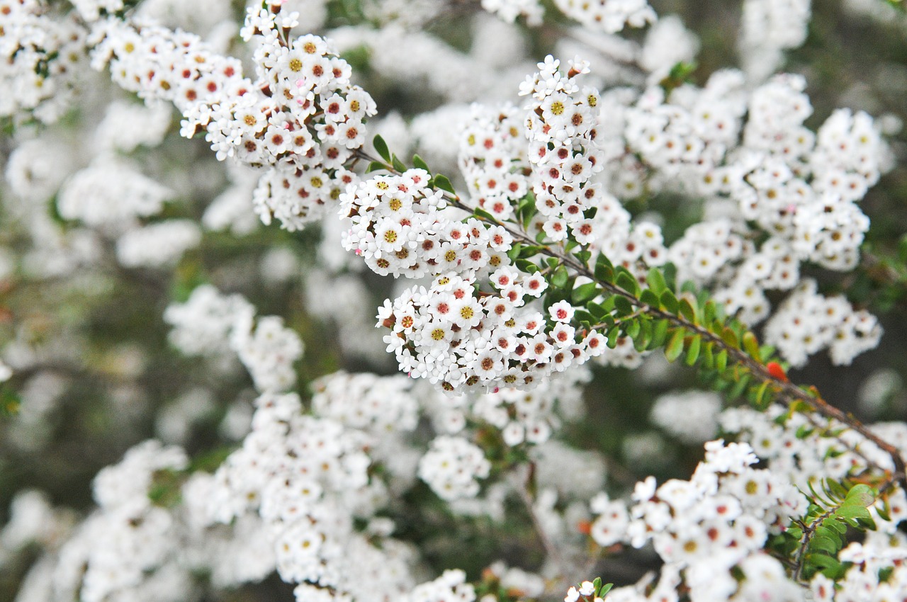 flower white blooming free photo