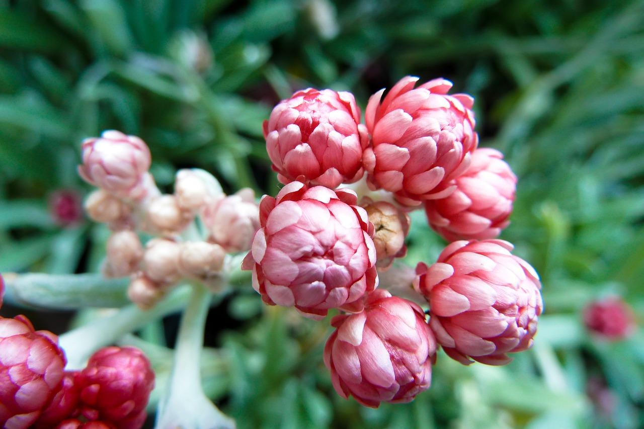 flower closeup pink free photo