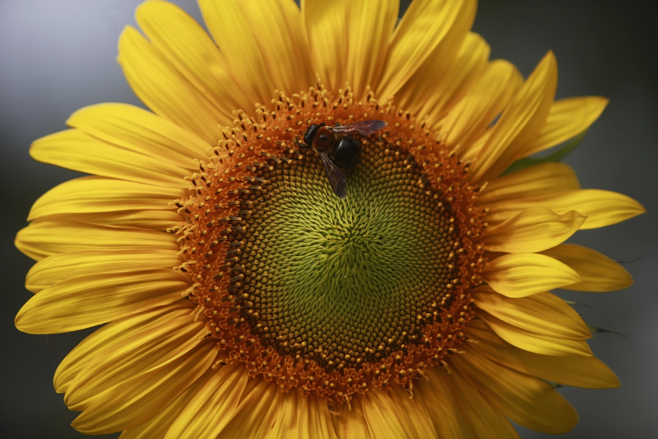 flower sunflower bee free photo