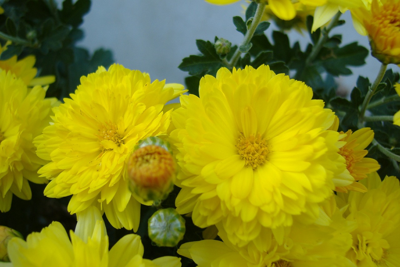 flower yellow garden free photo