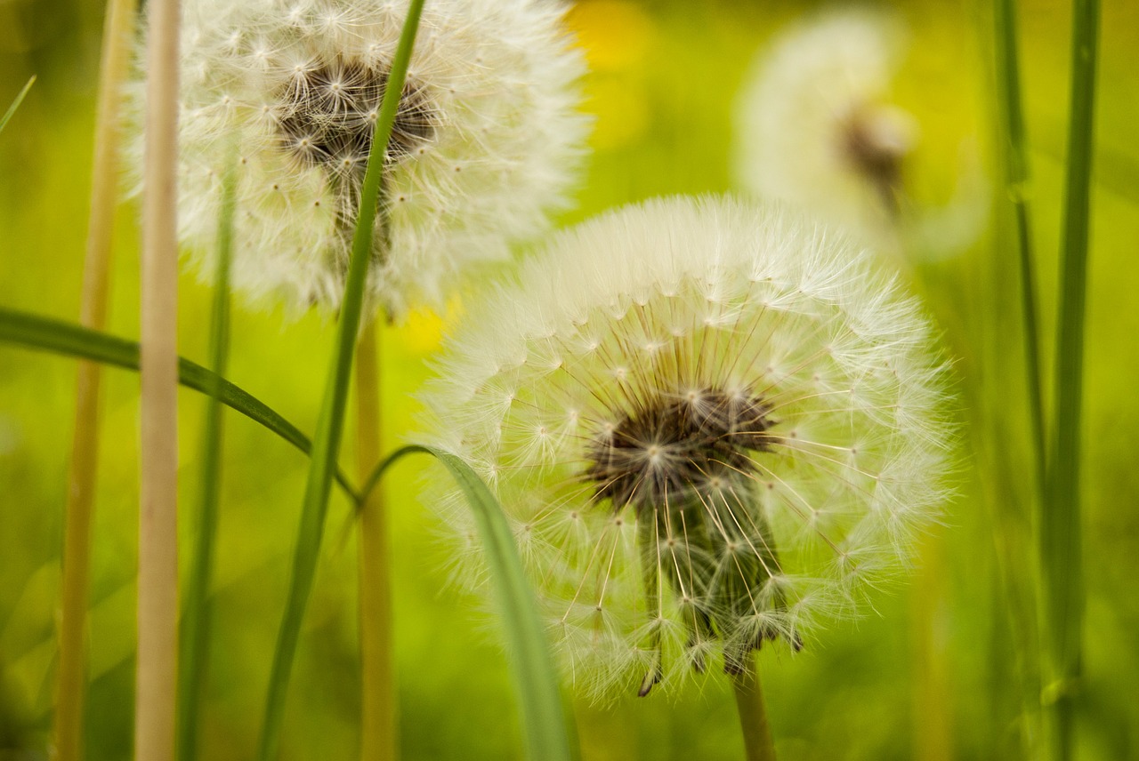 flower green blossom free photo