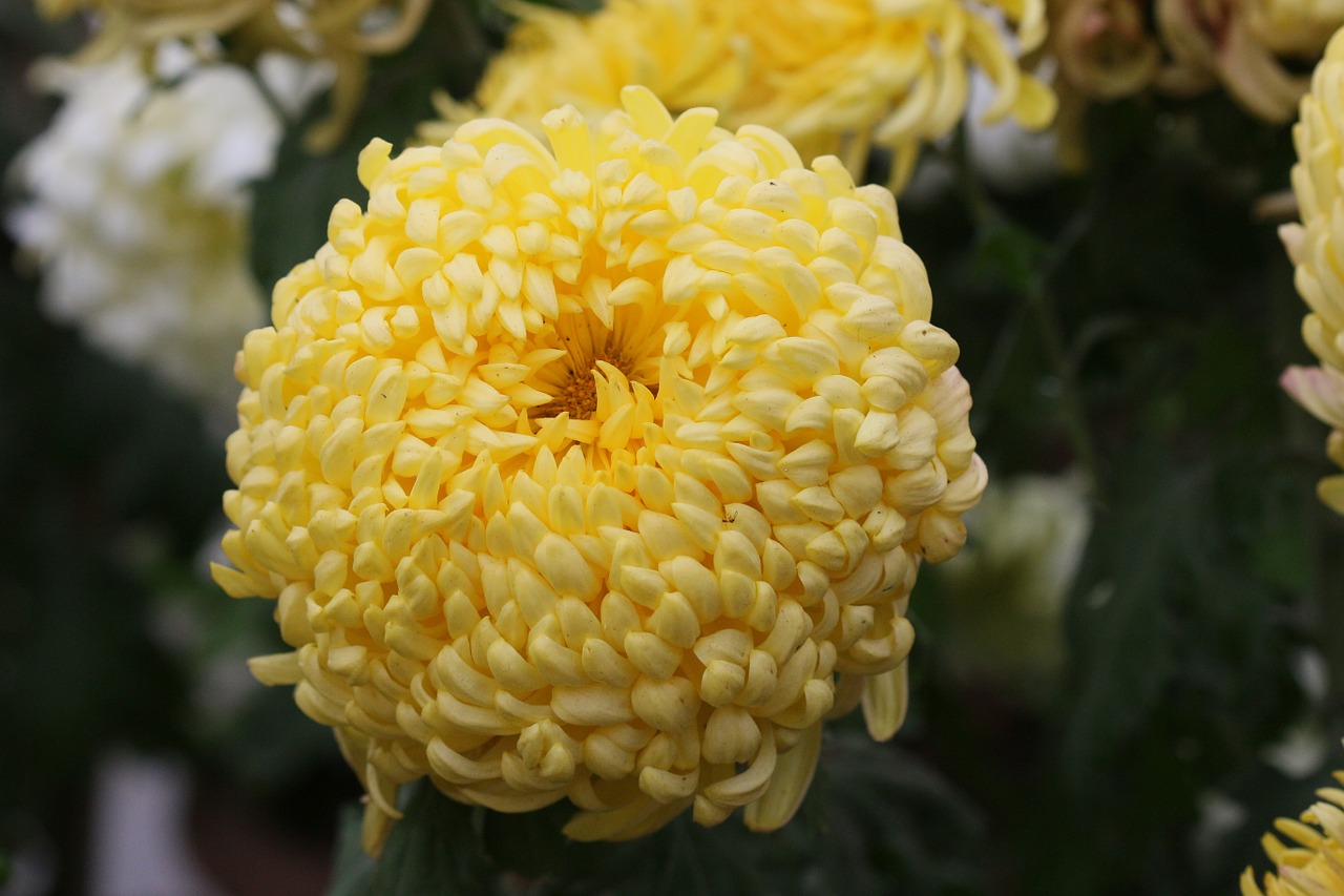 flower chrysanthemum yellow free photo