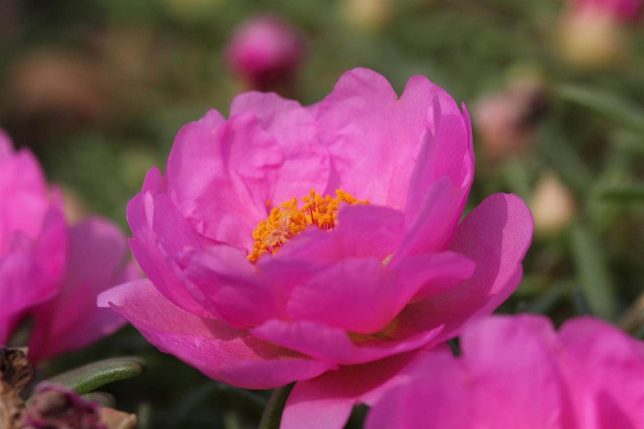 flower portulaca pink free photo