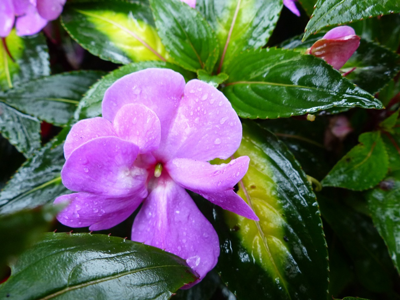 flower purple plant free photo