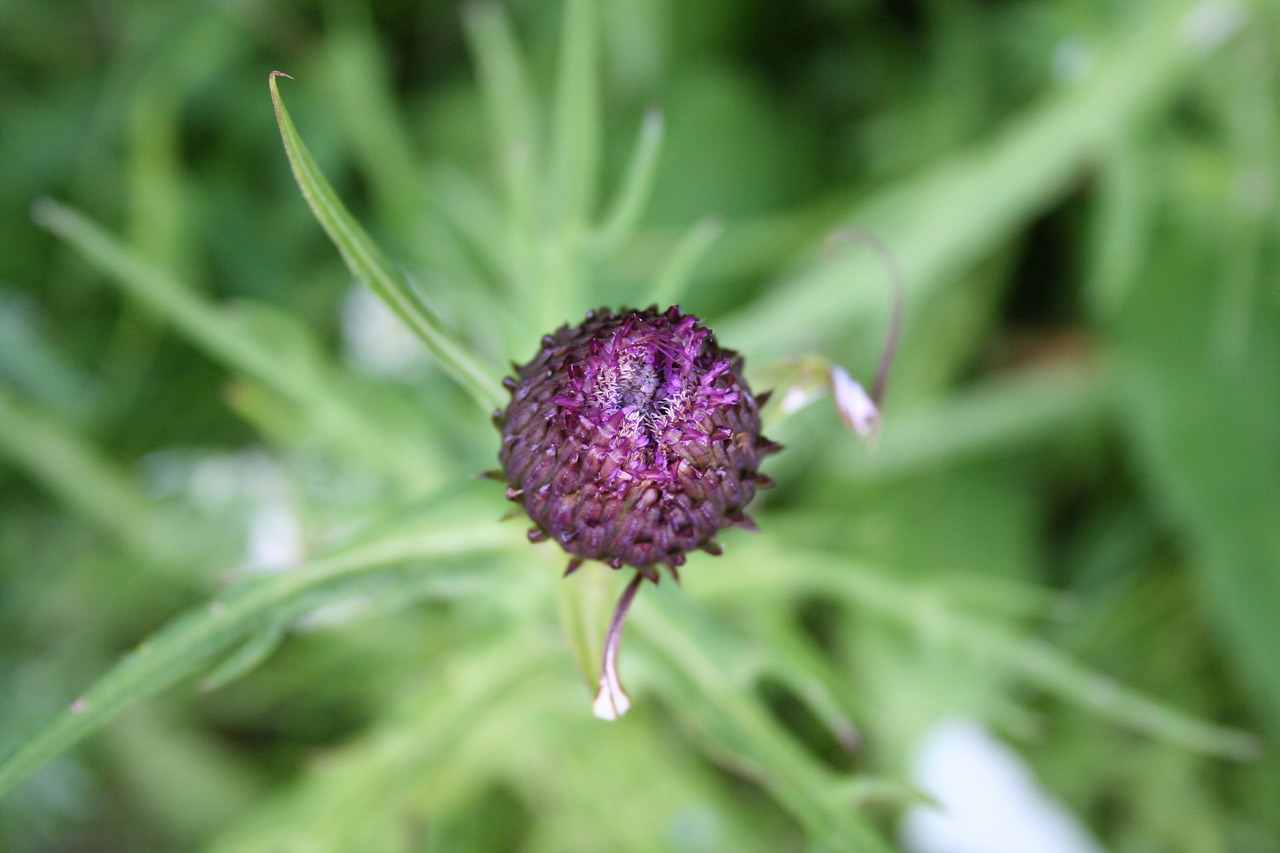 flower summer nature free photo