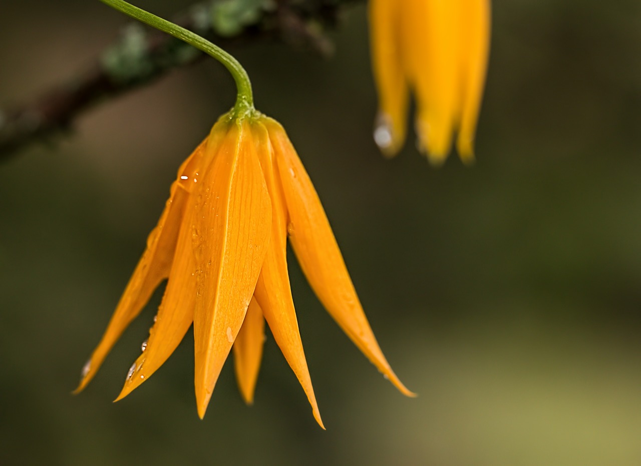 flower dewdrop orange free photo