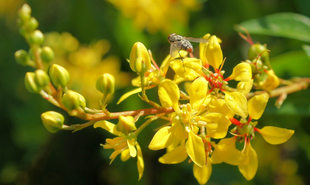 flower yellow insect free photo