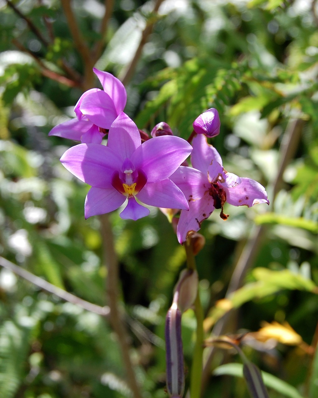 flower garden nature free photo