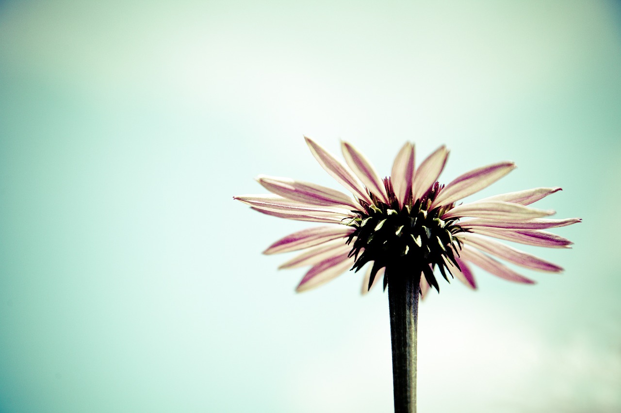 blossom bloom gerbera free photo