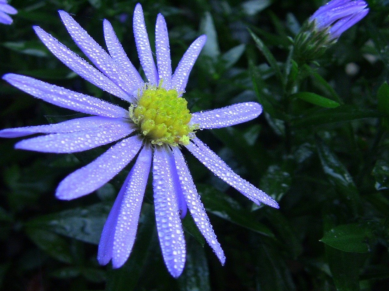 flower purple nature free photo