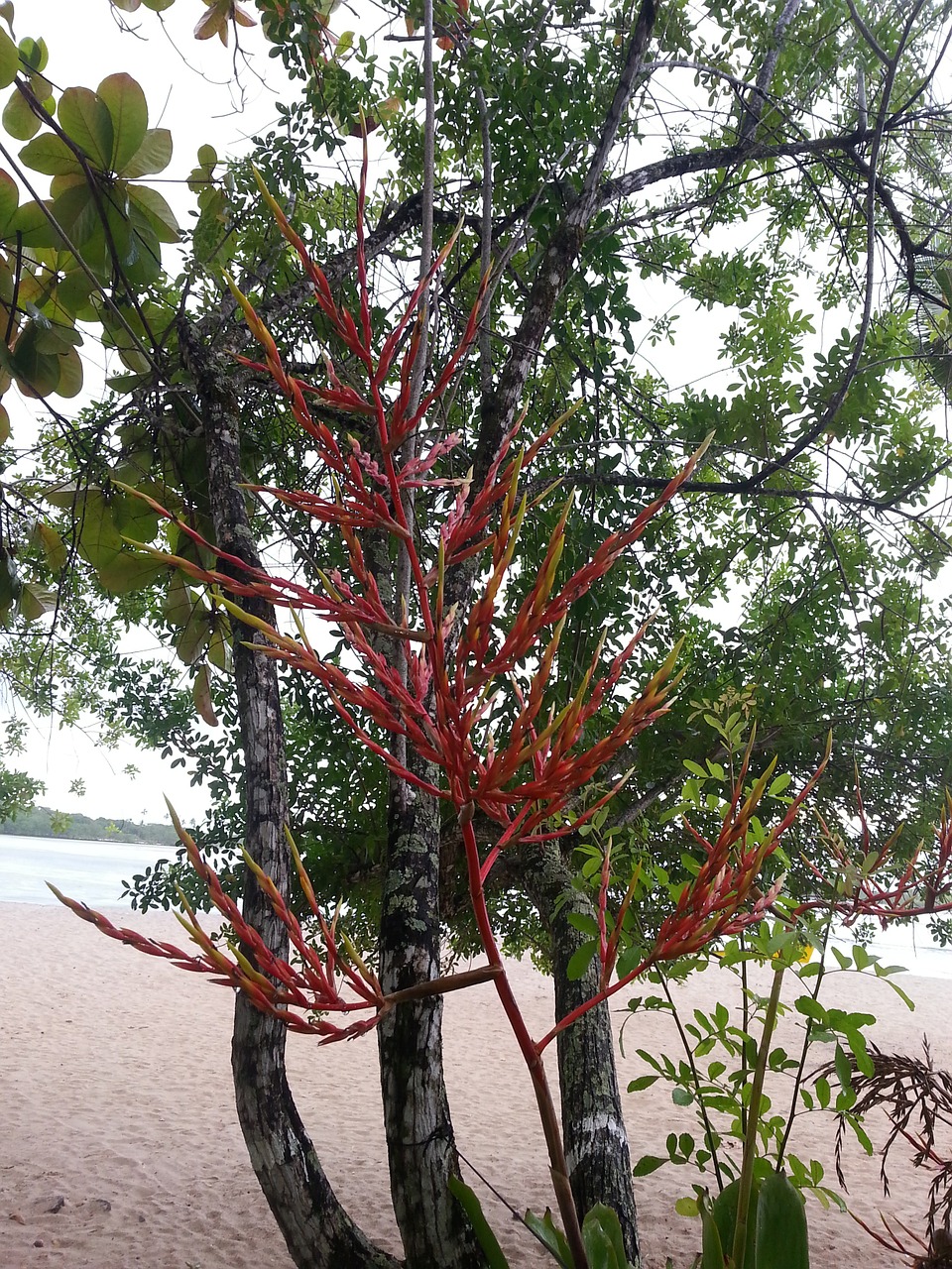 flower beach nature free photo