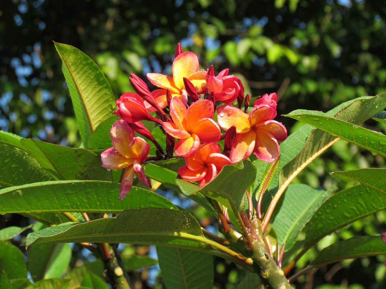 flower sun nature free photo