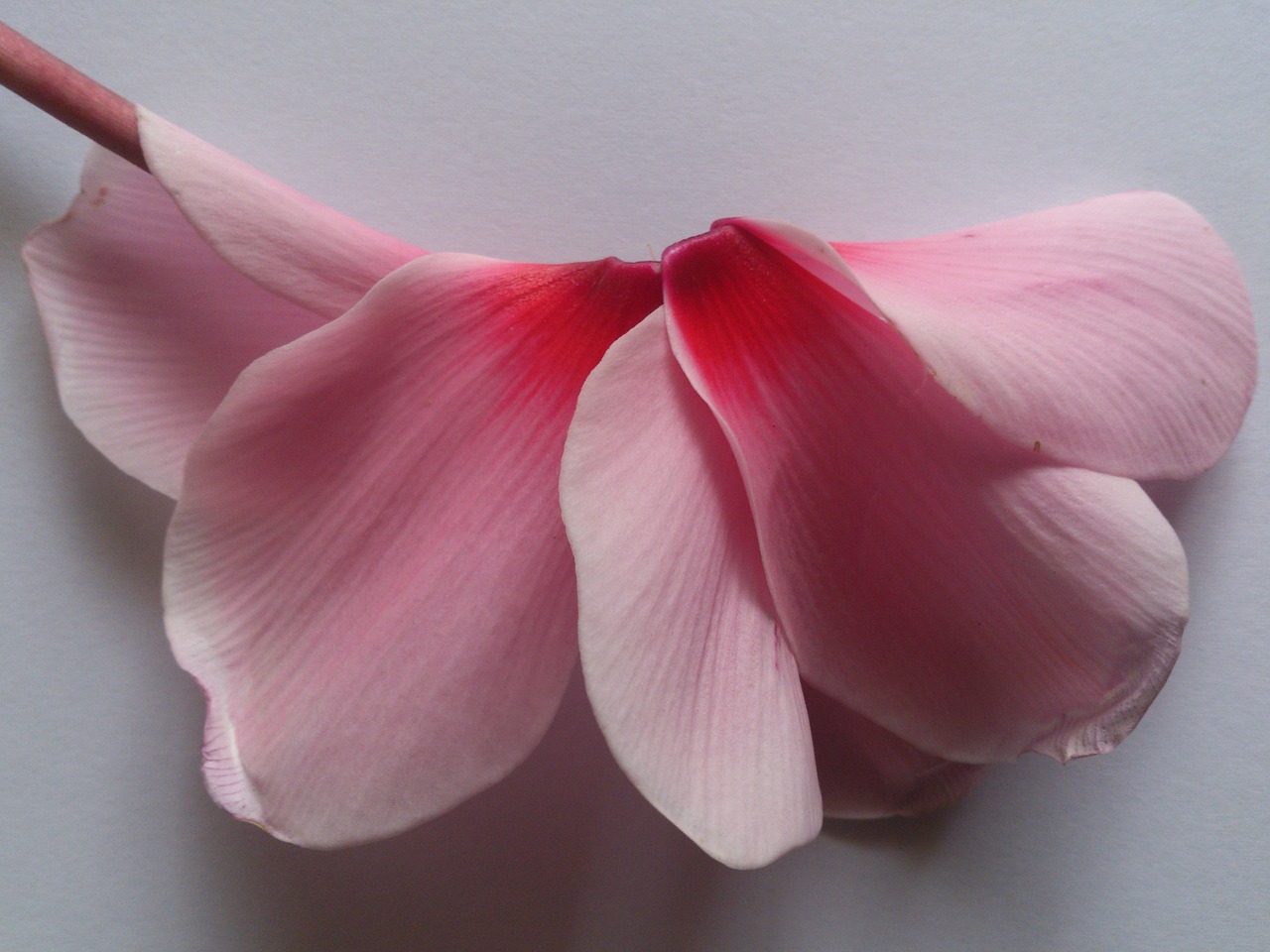 flower rosa petal free photo