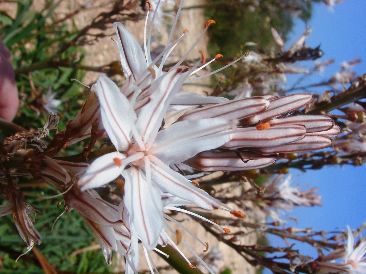 flower spring blossom free photo