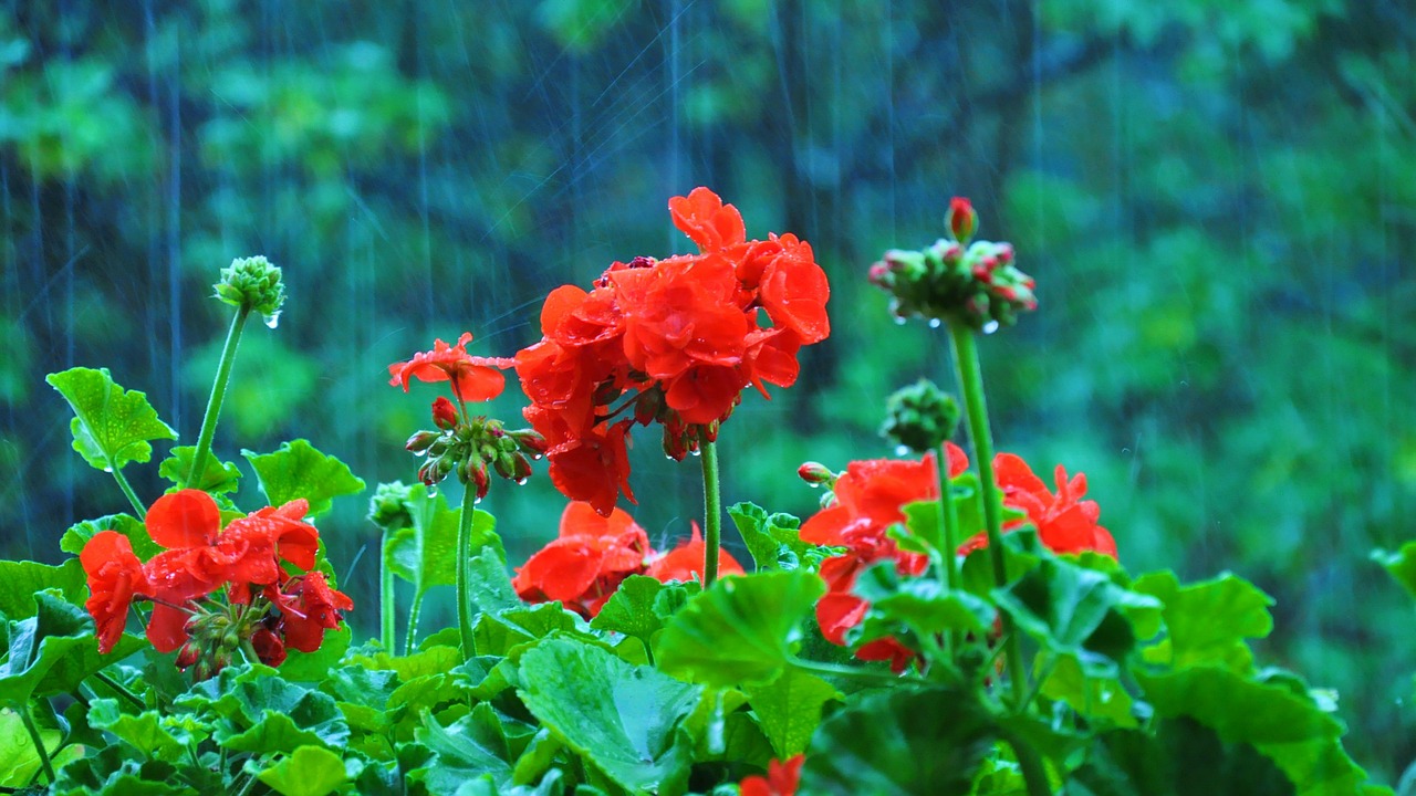 flower shower garden free photo