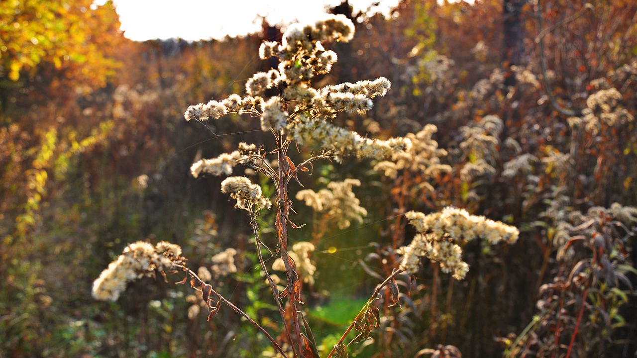 flower autumn light free photo