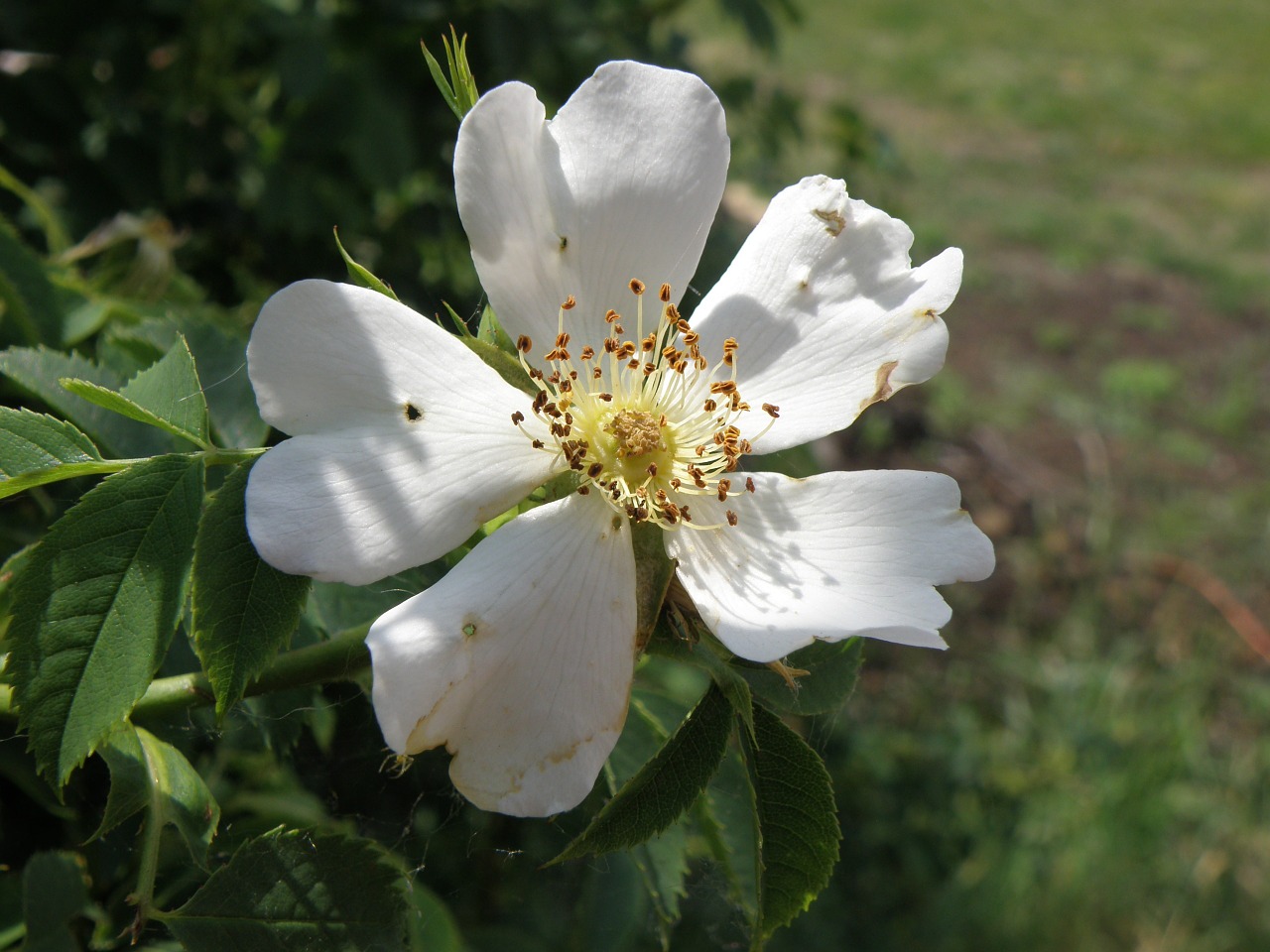 flower hip white free photo