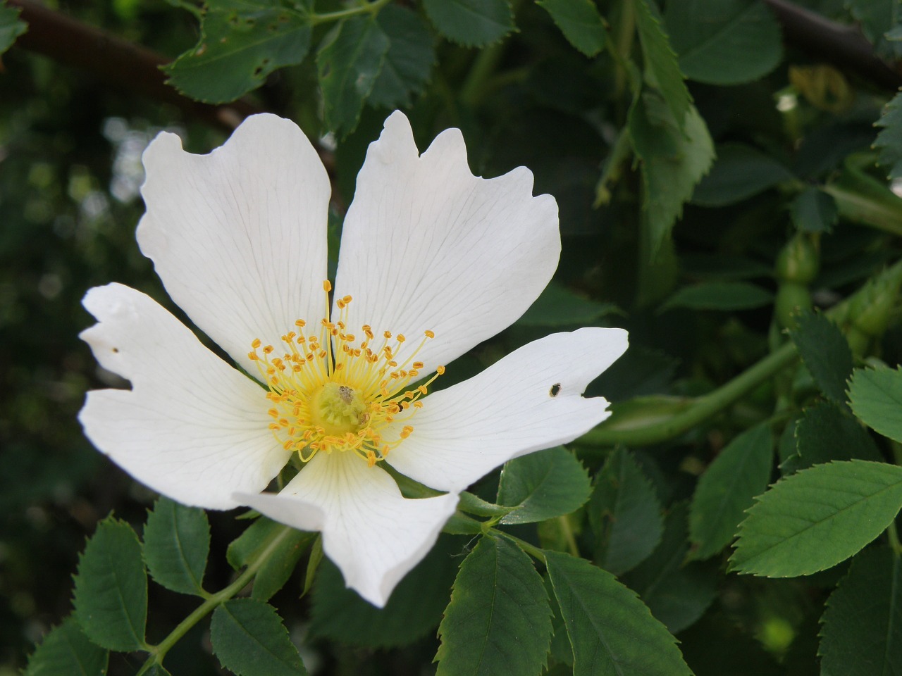 flower hip white free photo