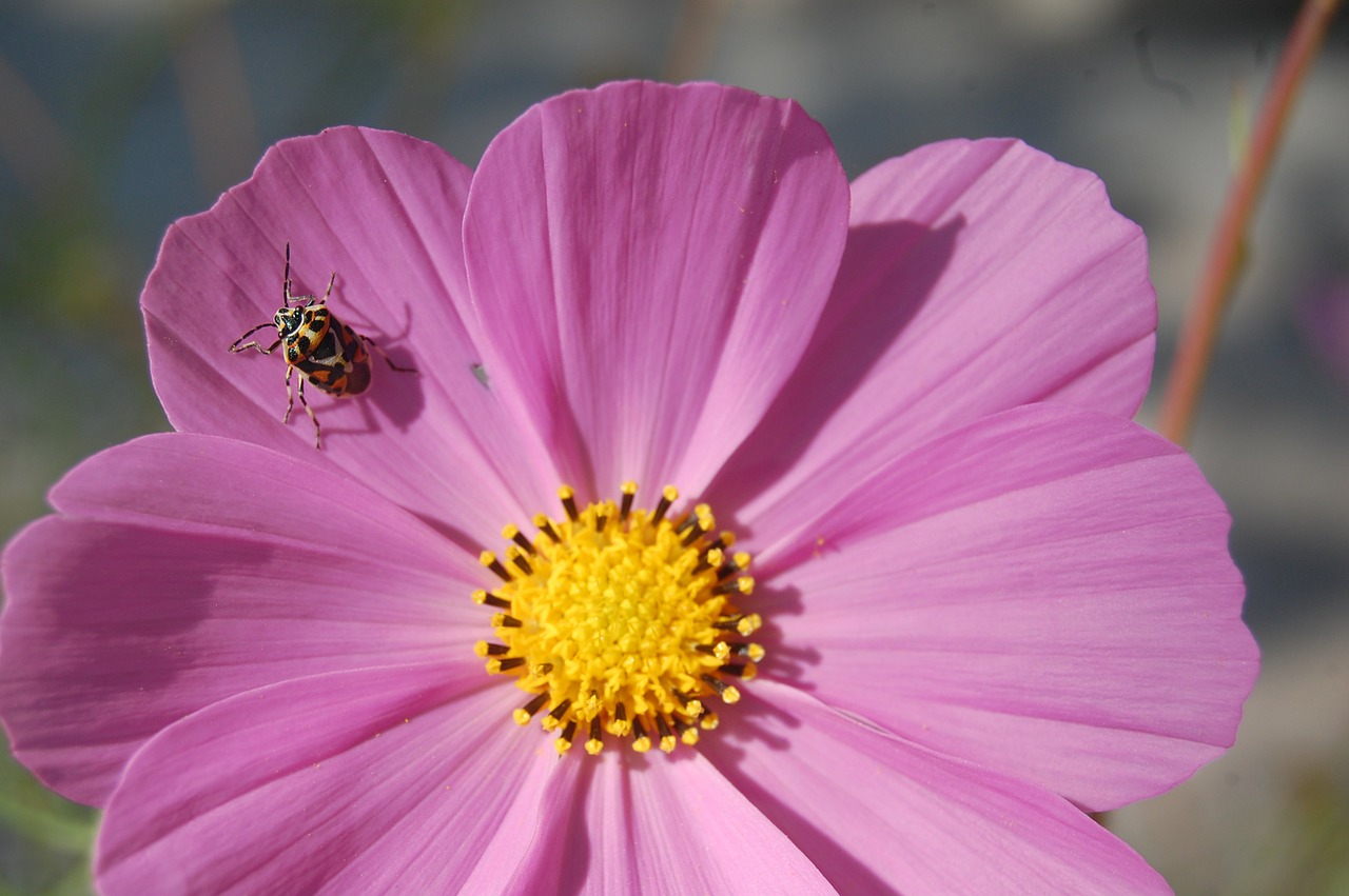 flower spring spring flowers free photo