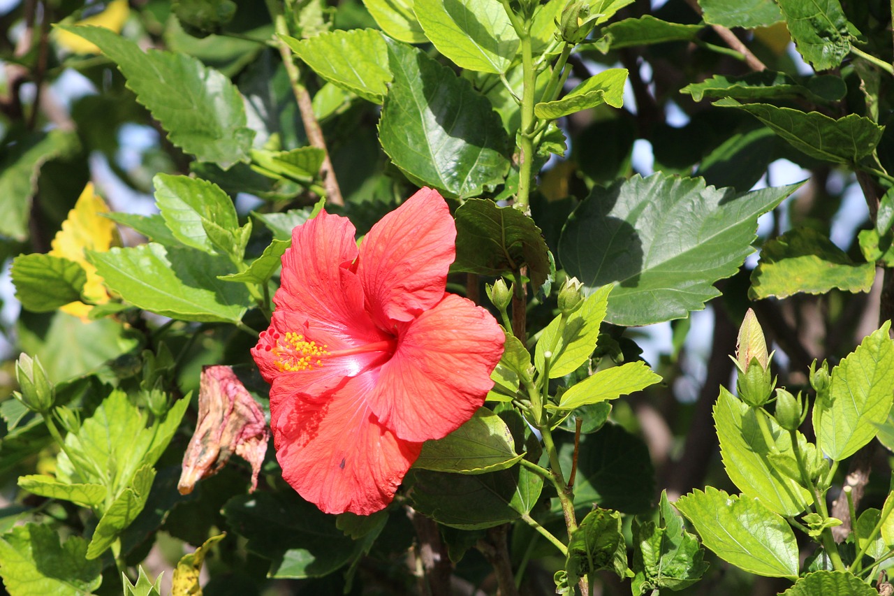 flower red pink free photo