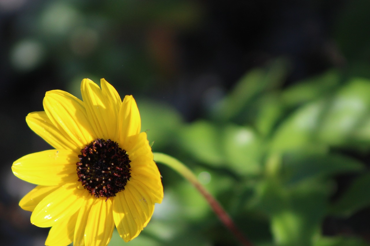 flower yellow pink free photo