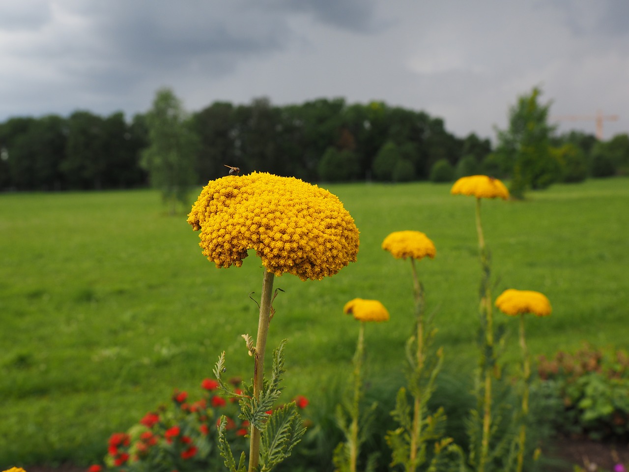 flower yellow yarrow free photo