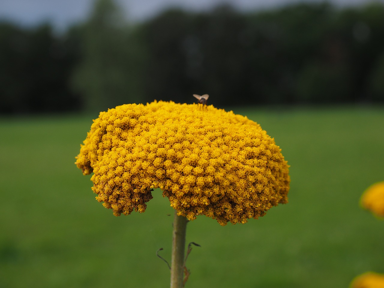 flower yellow yarrow free photo