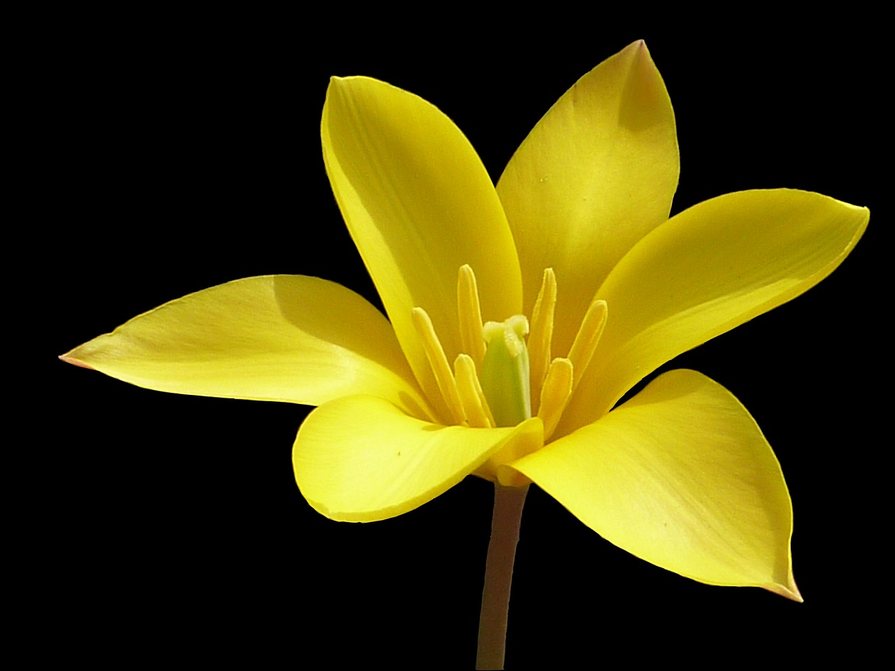 flower tulip yellow free photo