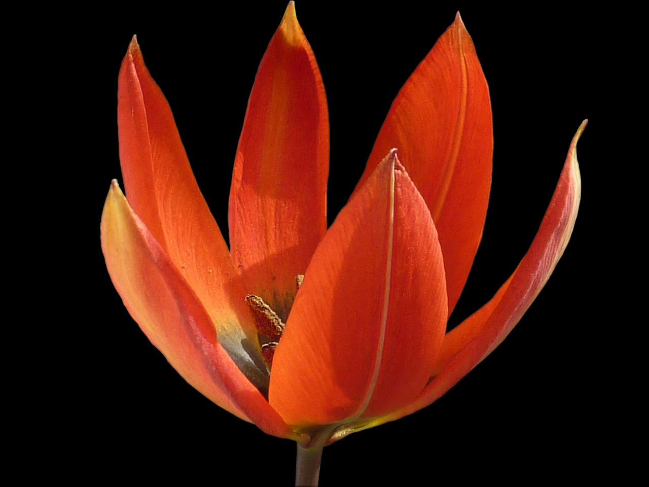 flower tulip orange free photo