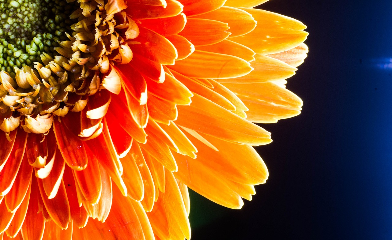 flower macro close-up free photo