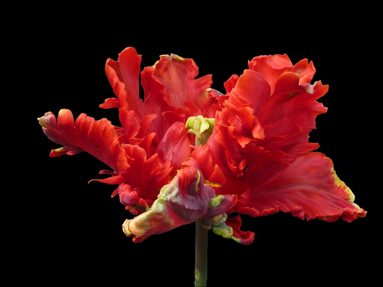 flower parrot tulip red free photo