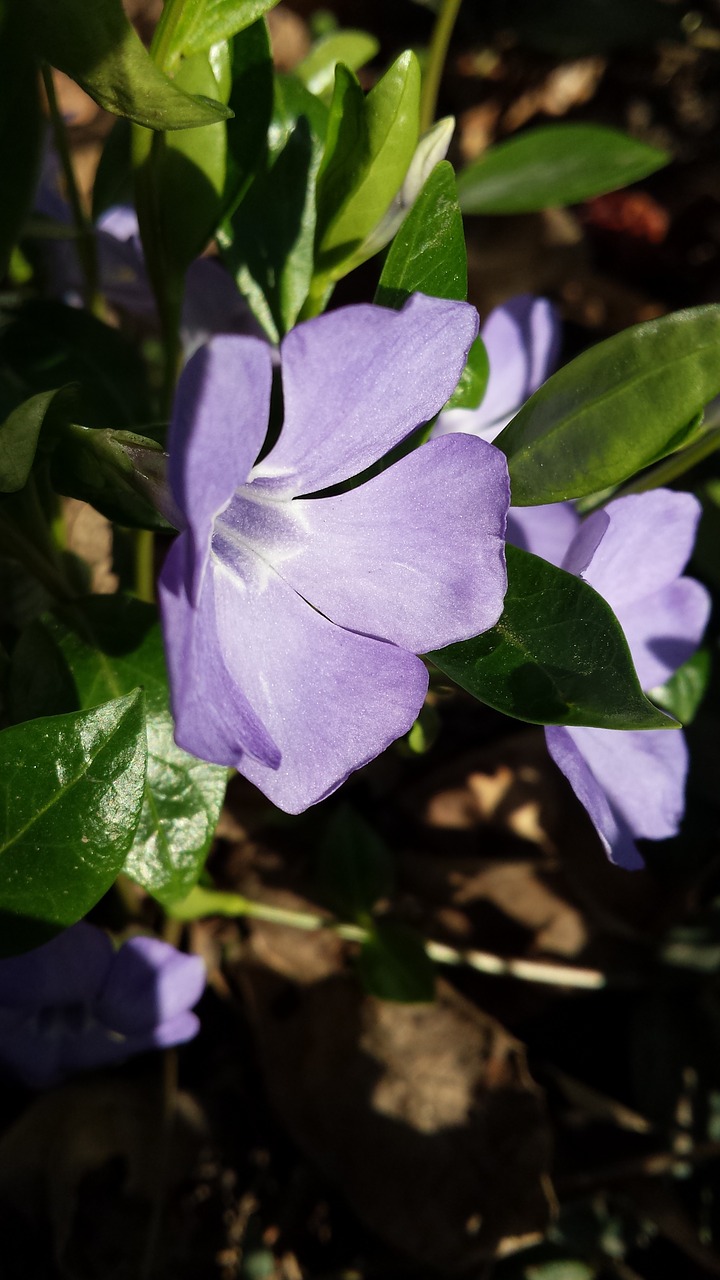 flower green spring free photo