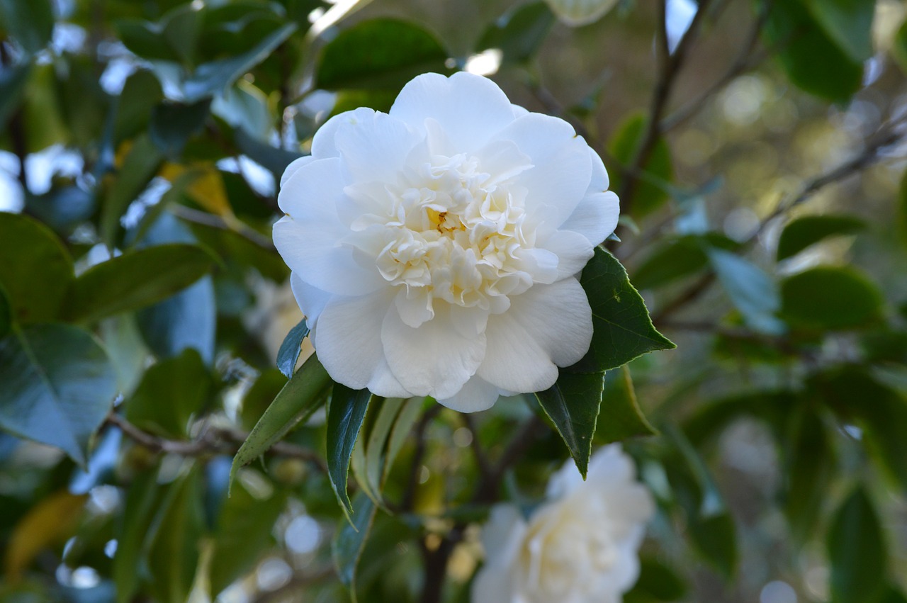 flower camellia blooming free photo
