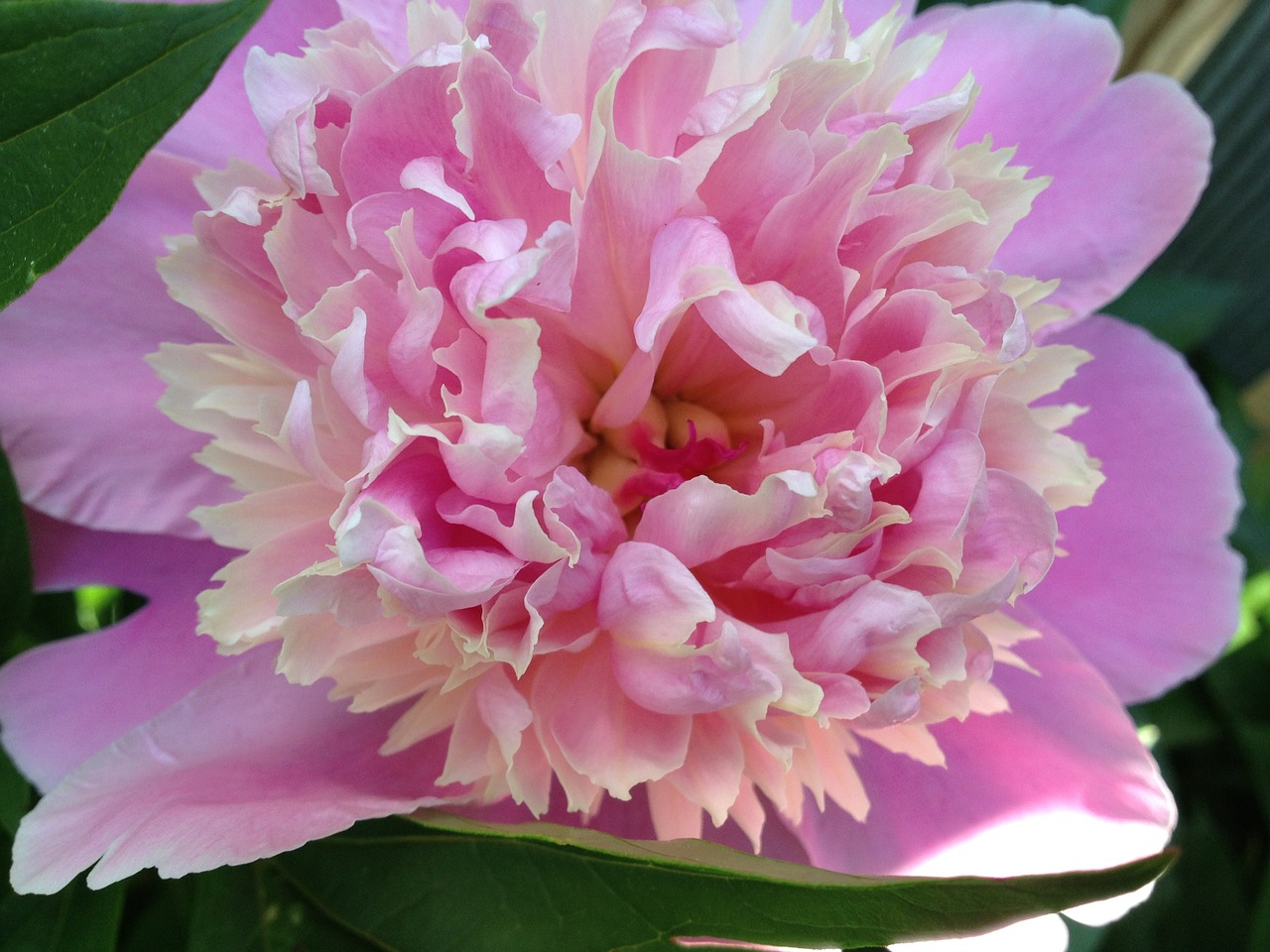 flower peony pink free photo