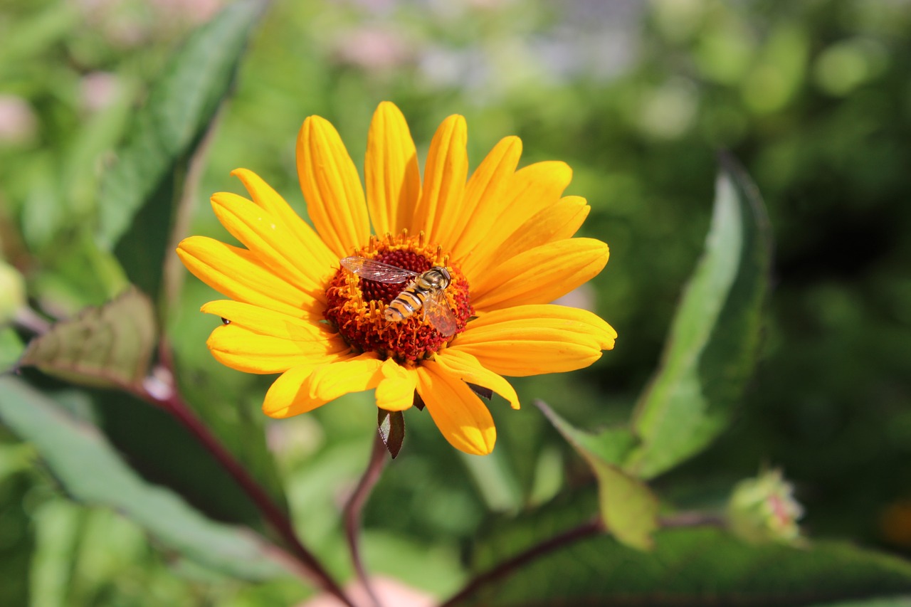 flower yellow bee free photo