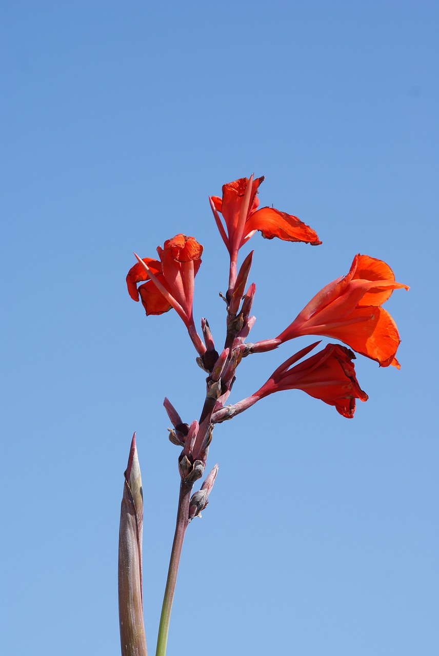 flower nature red free photo