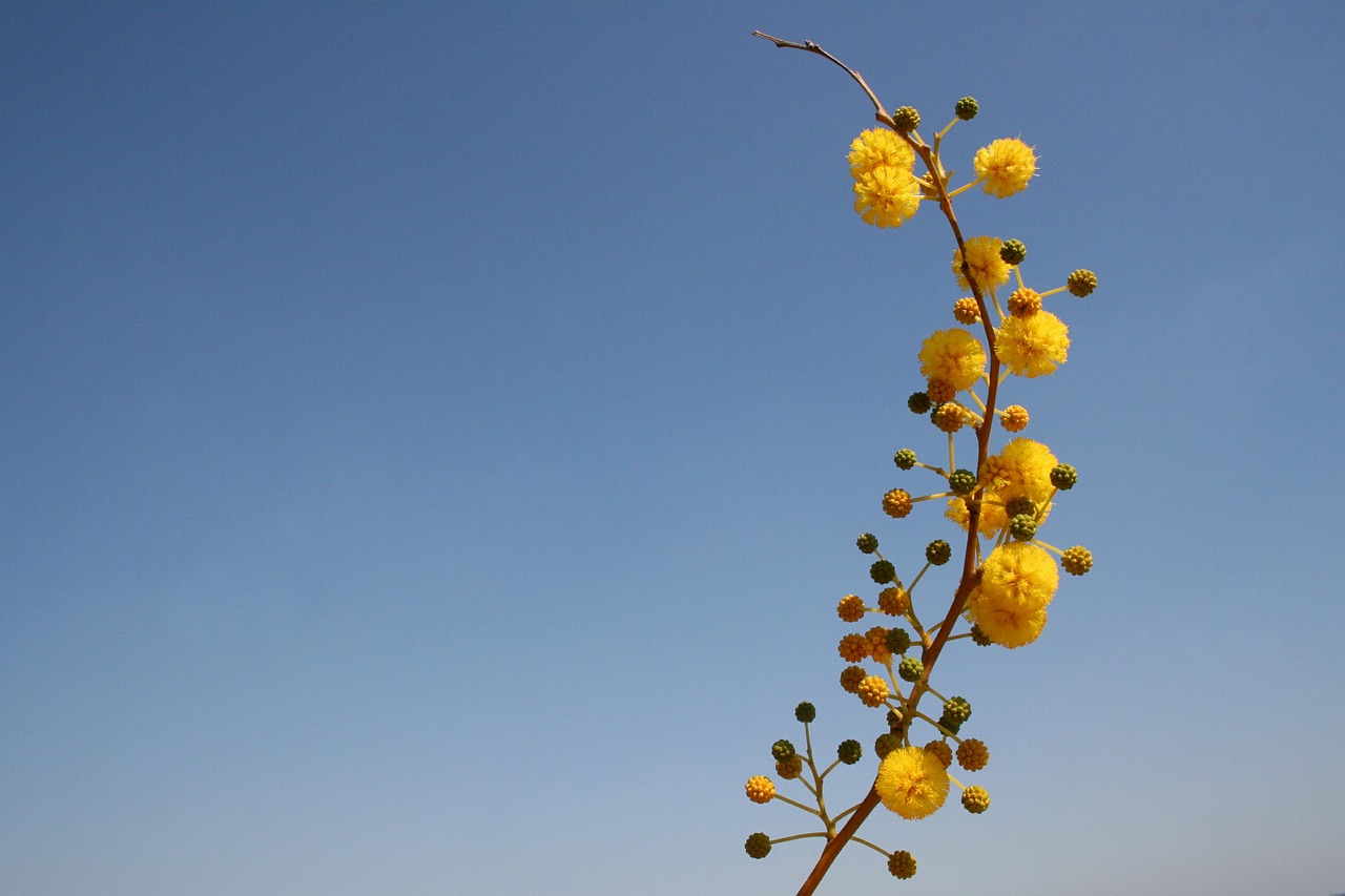 flower yellow bubble free photo