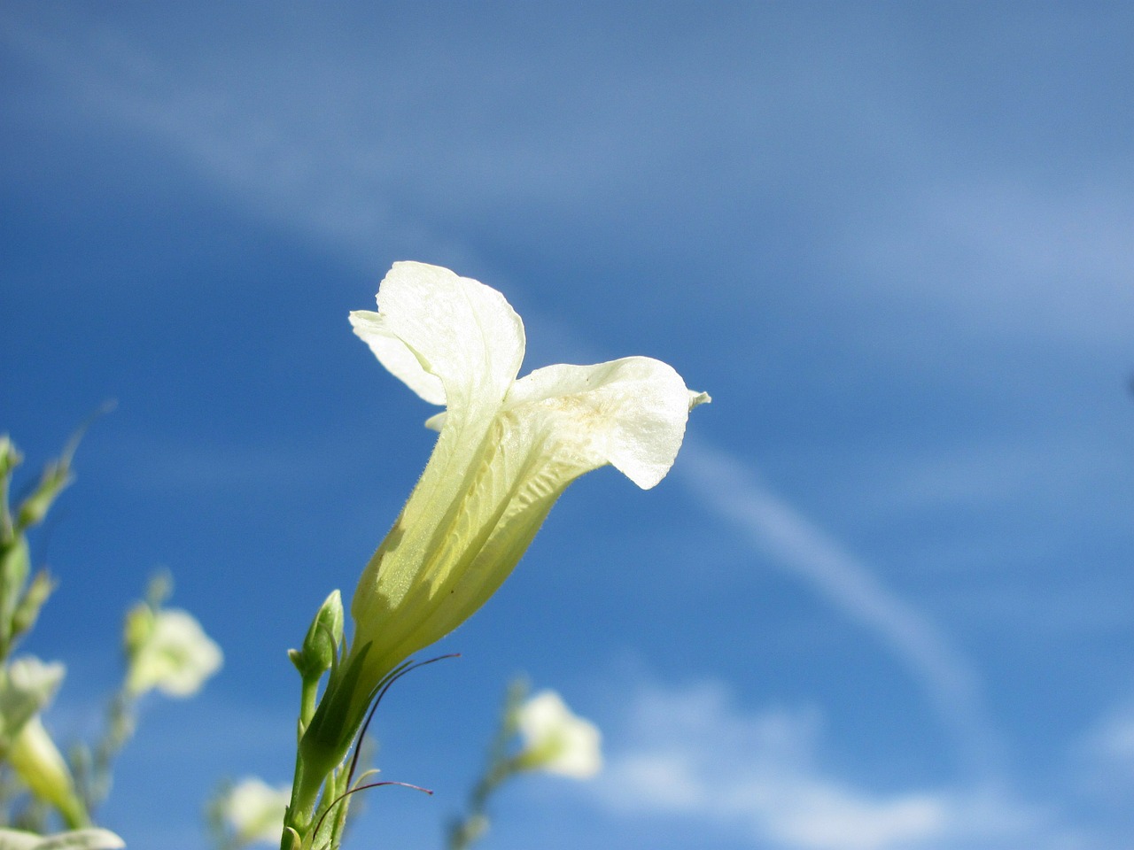 flower beach white free photo