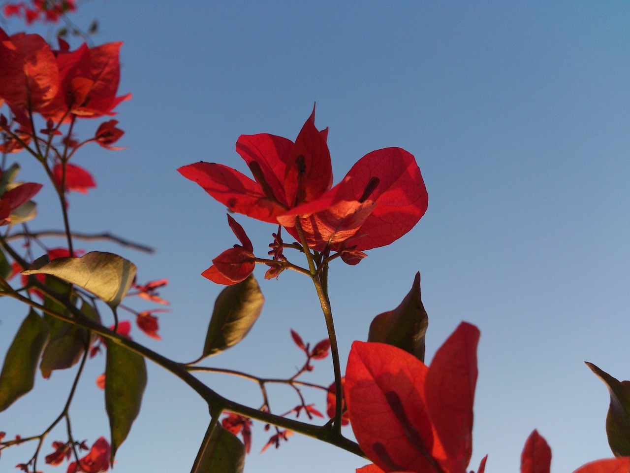 flower plant nature free photo