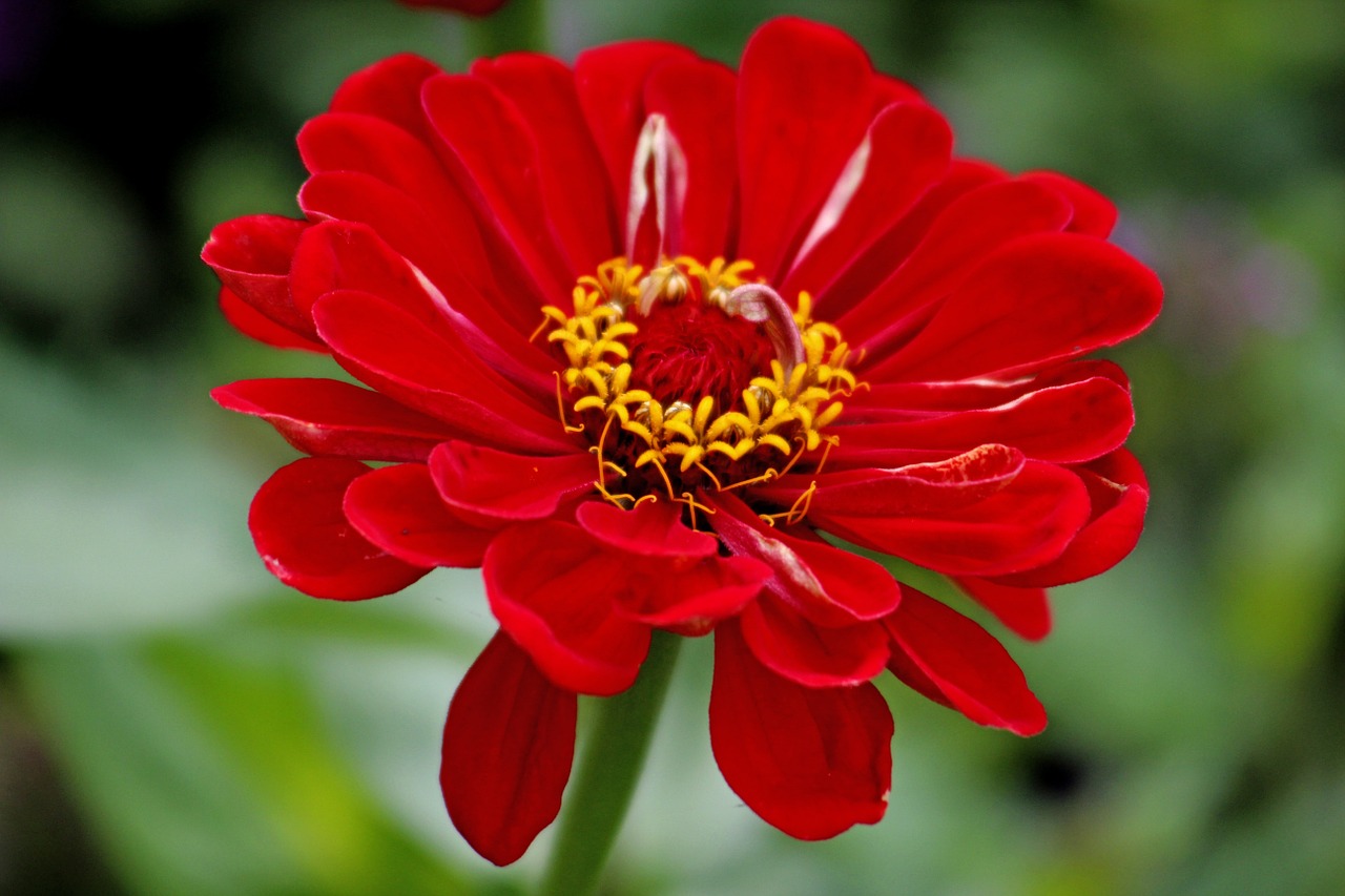 flower red plant free photo