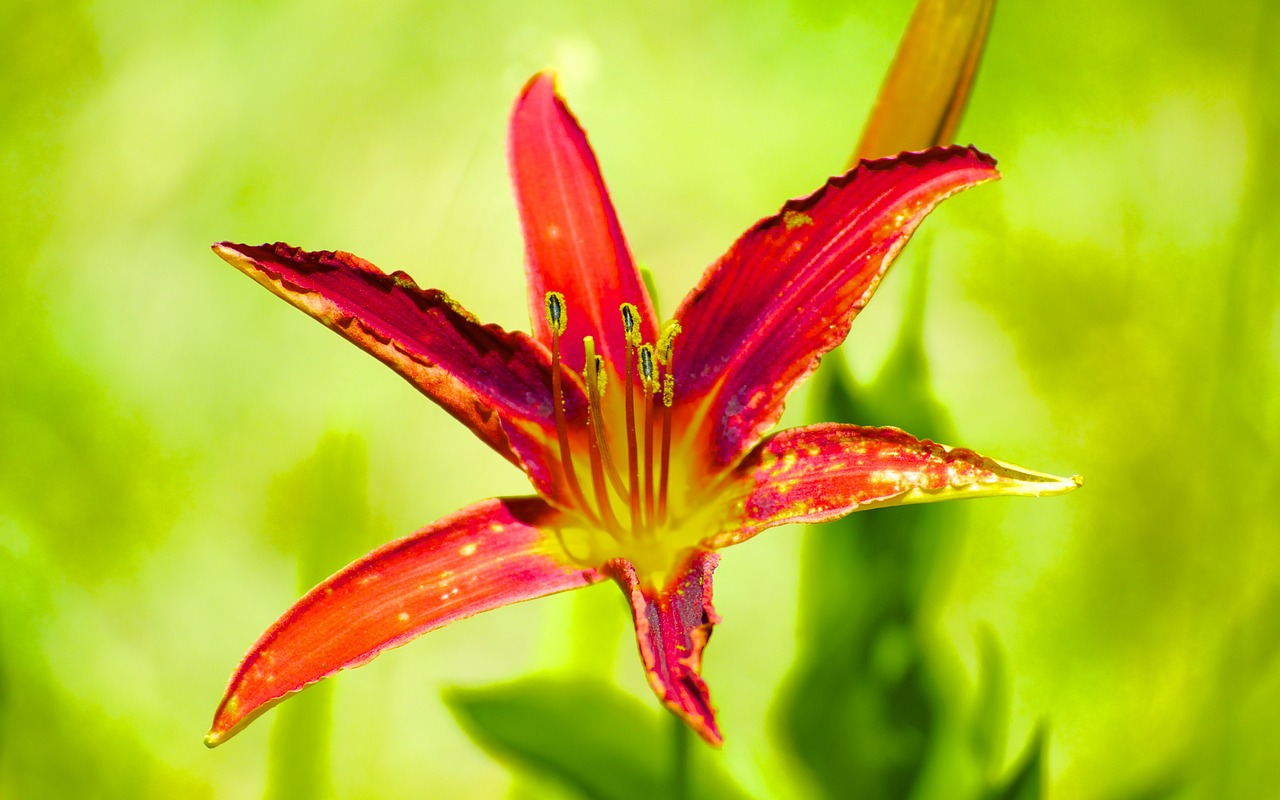 flower red petals free photo