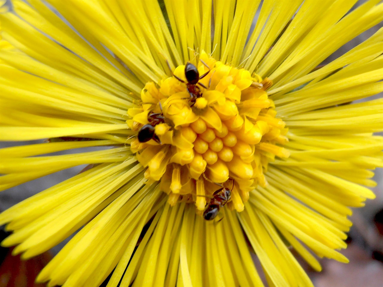 flower yellow ant free photo