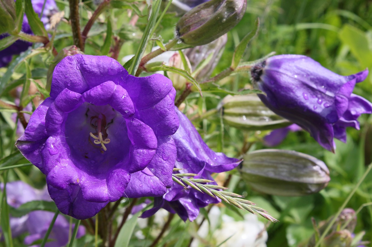 flower bluebell blue free photo