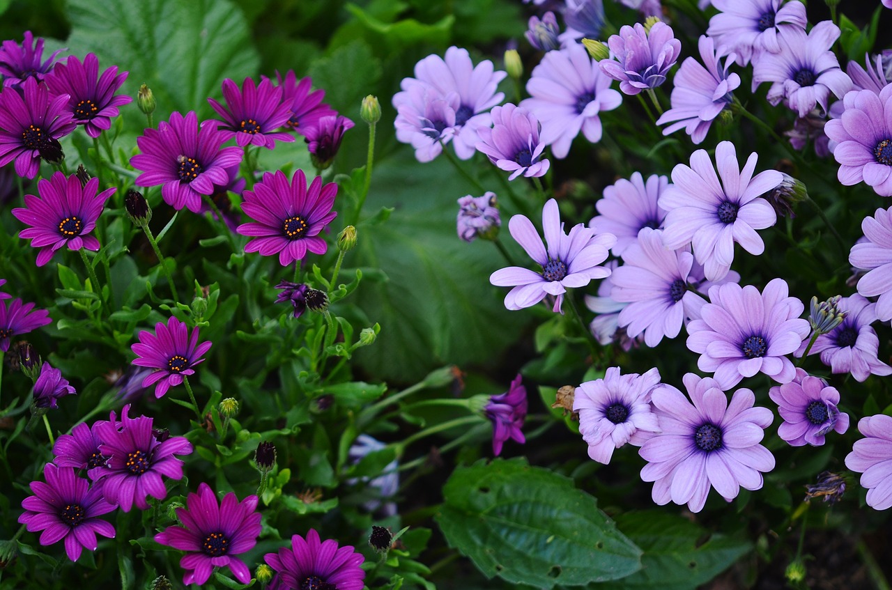 flower floral lilac free photo