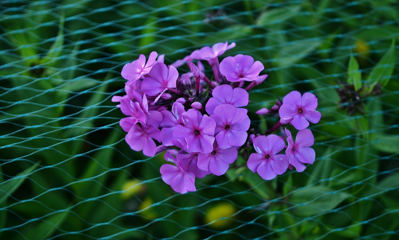 flower lilac floral free photo