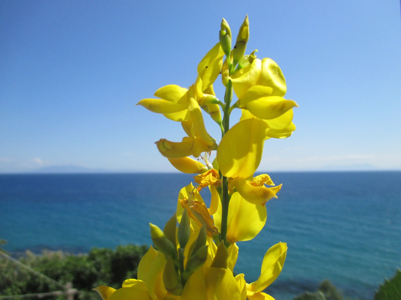 flower sea fragrance free photo