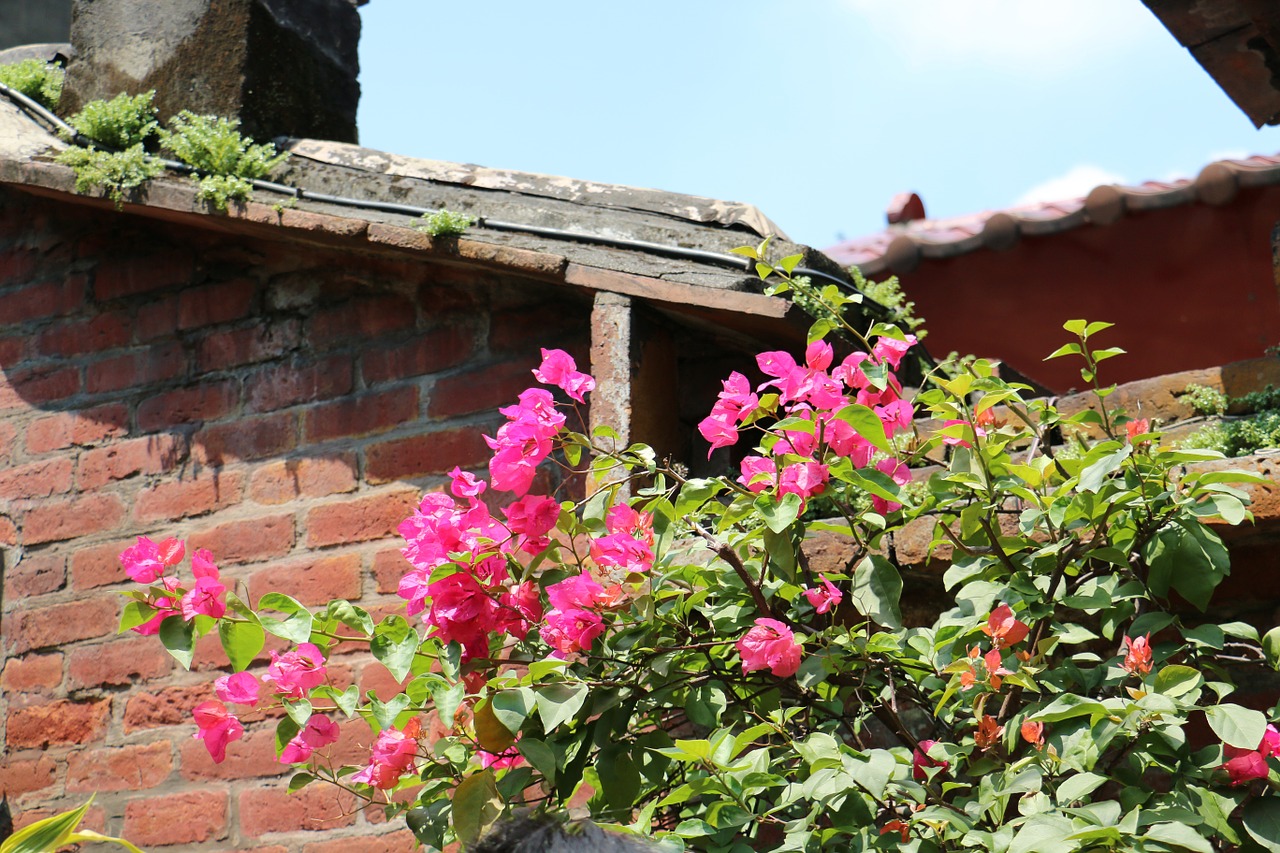 flower wall plant free photo