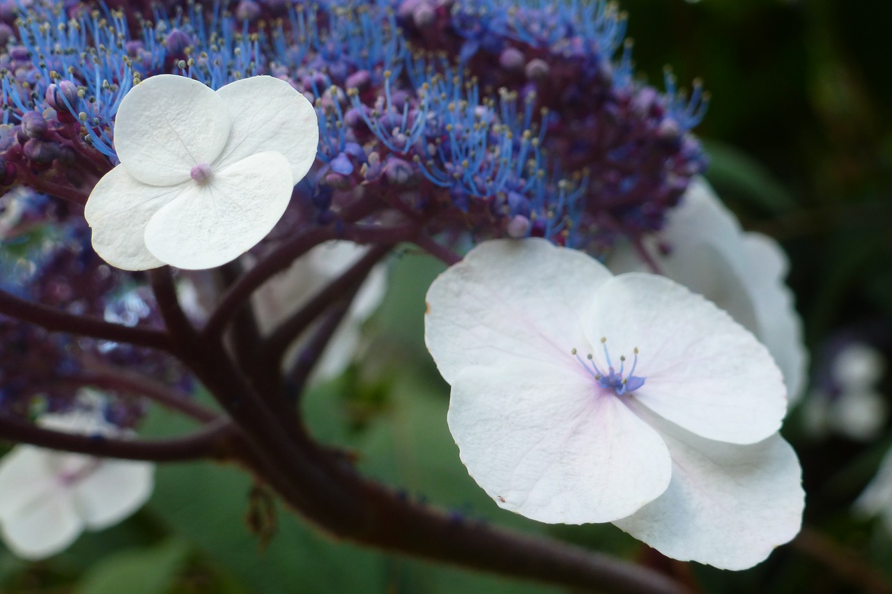 flower plant garden free photo