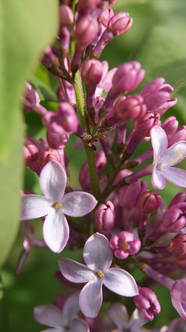 flower purple floral free photo