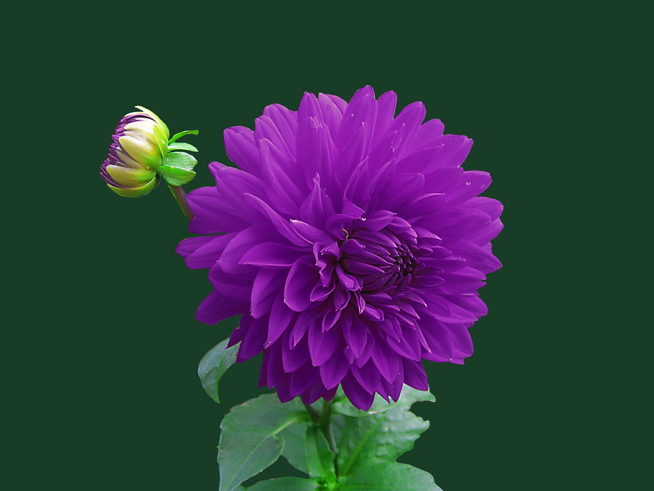 flower purple floral free photo